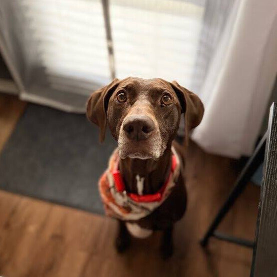 Adorable chocolate lab dog wearing a bandana – perfect for a custom pet photo magnet by Spellbound Magnet Co.