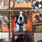Custom pet photo magnets featuring a black and white spaniel dog – 2.5 inch square photo magnets by Spellbound Magnet Co.